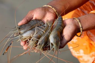 Solutions to blue carbon emissions: Shrimp cultivation, mangrove deforestation and climate change in coastal Bangladesh