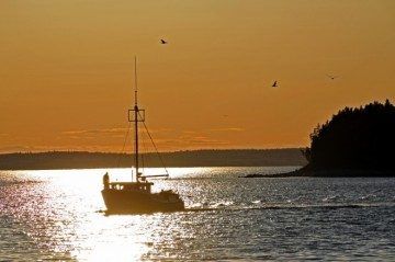 Canadian federal leadership failing its oceans, study finds