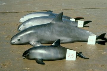 The impending extinction of the vaquita is not just a fishing problem — it’s a social and ecological one too