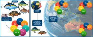 PAPER: Climate change undermines seafood micronutrient supply from wild-capture fisheries in Southeast Asia and Pacific Island countries